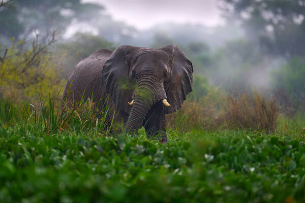 Elephant in rain. Elephant in Murchison Falls NP, Uganda. Big Mammal in the green grass, forest vegetation in the background. Elephant watewr walk in the nature habitat. Uganda wildlife, Africa. 