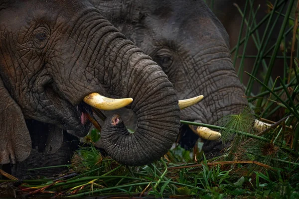 Tusk Detalhe Verde Vegetaion Alimentação Elefante Murchison Falls Uganda Mamífero — Fotografia de Stock