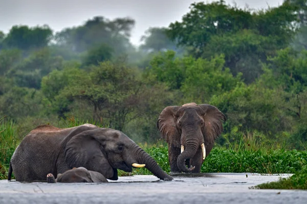 Olifant Regen Victoria Nijldelta Olifant Murchison Falls Oeganda Groot Zoogdier — Stockfoto