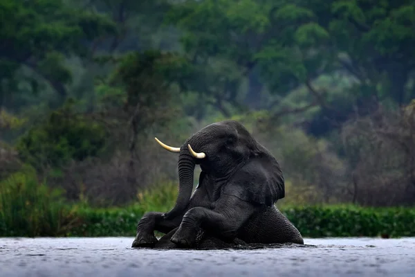雨の中で象 ビクトリアナイルデルタ ウガンダのマーチソン滝Npの象 緑の草の中に大きな哺乳類 森林植生 自然の生息地で象の水の散歩 ウガンダの野生動物 アフリカ — ストック写真