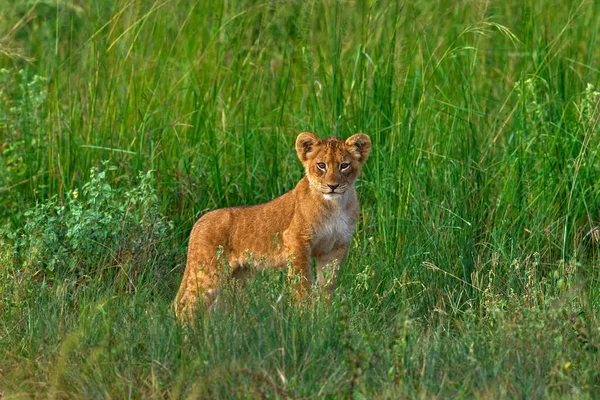 Милый Львенок Африканское Опасное Животное Panthera Leo Детали Уганды Африке — стоковое фото