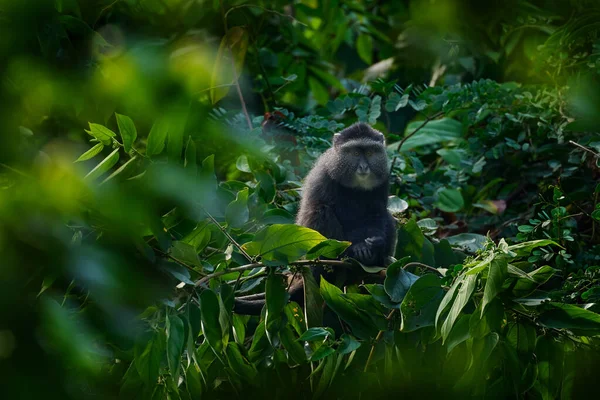 연구에 원숭이 Cercopithecus Mitis 아프리카 Bwindi Impenetrable National Park 나무가지에 — 스톡 사진