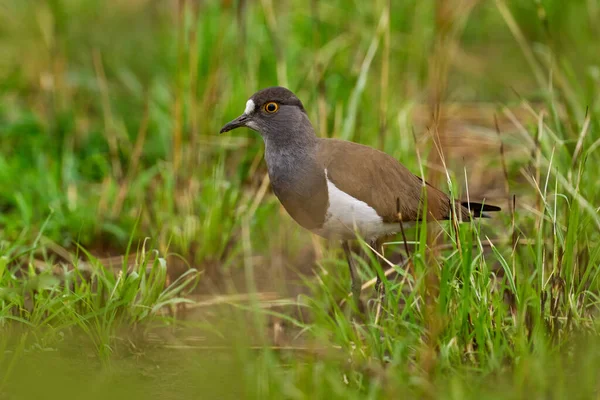Senegalkiebitz Oder Schwarzflügelkiebitz Vanellus Lugubris Vogel Grünen Gras Marchison Uganda — Stockfoto
