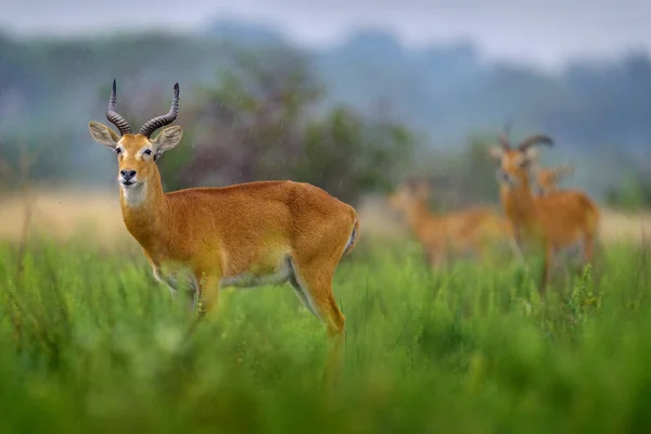 乌干达科布 科布斯科布 多玛西 在热带草原的雨天 科布羚羊在雨中的绿色植被 伊丽莎白女王Np在乌干达 可爱的羚羊在自然界的栖息地 野生动物 — 图库照片