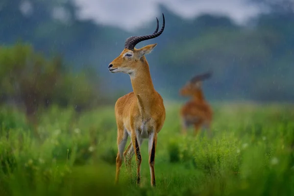 Ugandai Kob Kobus Kob Thomasi Esős Nap Szavannában Kob Antilop — Stock Fotó