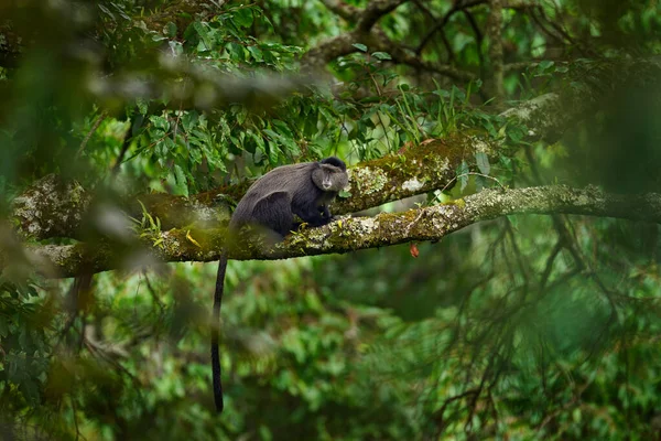Blue Diademed Monkey Cercopithecus Mitis Zittend Boom Natuurlijke Boshabitat Bwindi — Stockfoto