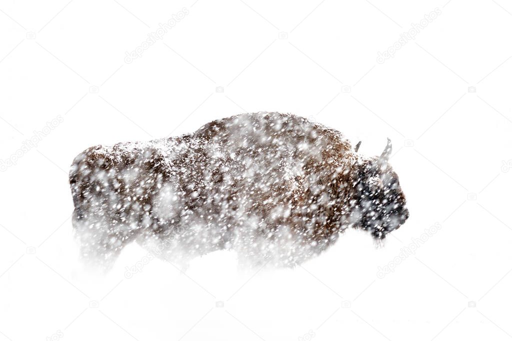 Snow winter wildlife nature. European Bison in the dark forest, misty scene with big brown animal in nature habitat, orange oak leaves on the trees, Studen Kladenec, Eastern Rhodopes, Bulgaria.  