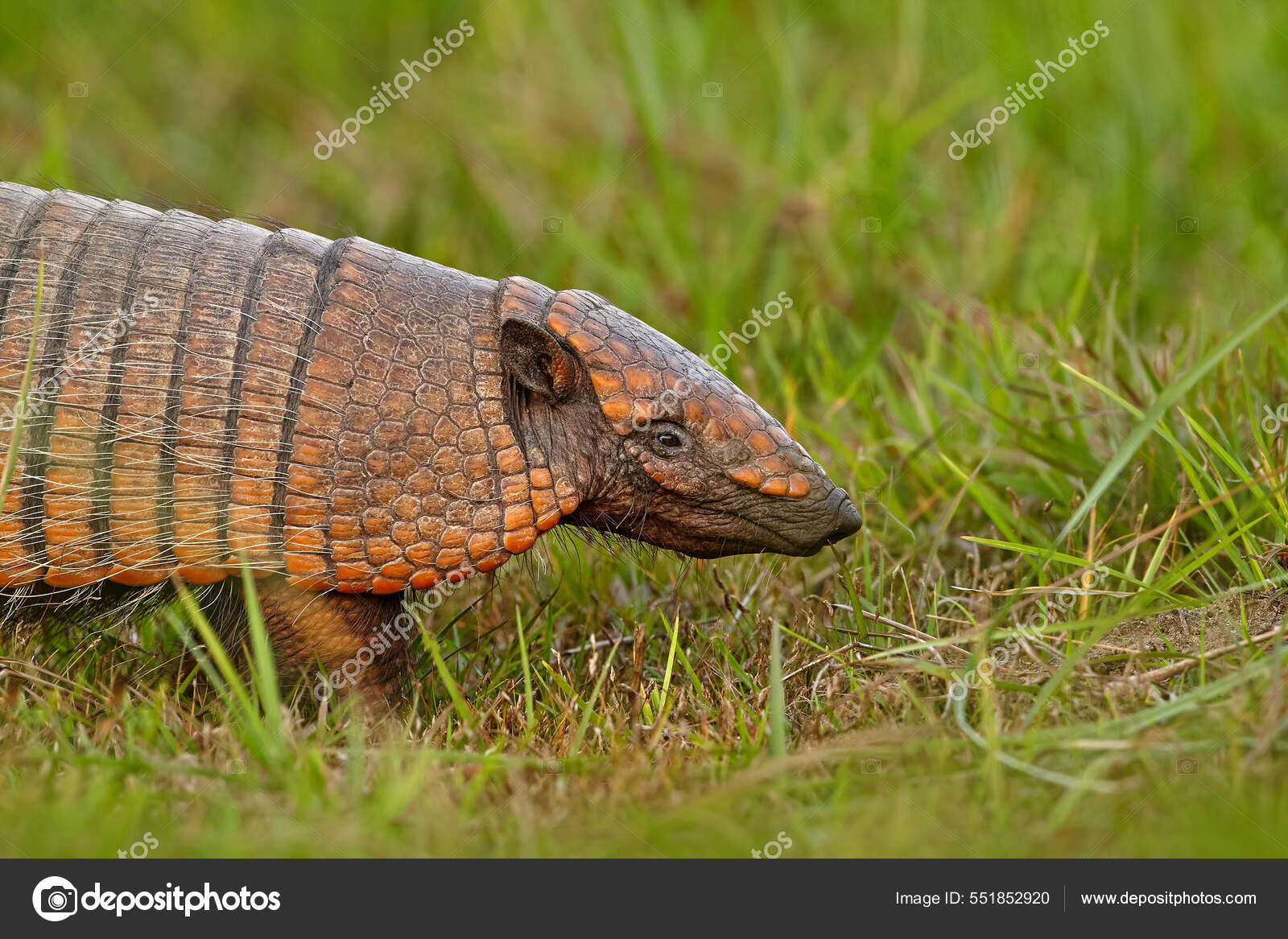 Brazil Wildlife Six Banded Armadillo Yellow Armadillo Euphractus