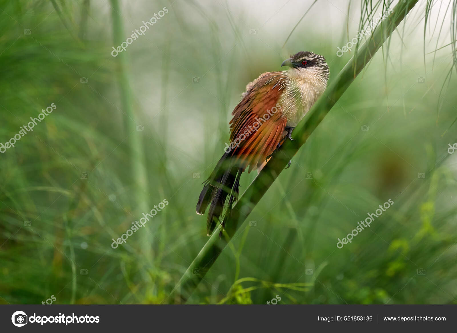 Coucou Talons D'alouette Coucal Oiseau Famille Des Cuculidae Assis Dans —  Photo de stock par ©OndrejProsicky - 551853136, image size:1600x1167