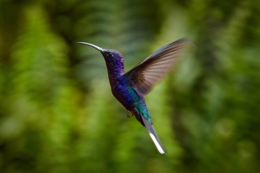 Mavi sinekkuşu Violet Sabrewing güzel kırmızı çiçeğin yanında uçuyor. Teneke kuş ormanda uçar. Kosta Rika 'da vahşi yaşam. Ormanda çiçekten nektar emen iki kuş. Kuş davranışları.