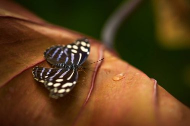 Bantlı Mor Kanat veya Beyazlatılmış Mavi Kanat, Myscelia siyaniri, doğal ortamında kelebek. Costa Riva 'dan siyah ve mavi beyaz kanatlı güzel bir böcek. Kosta Rika 'dan güzel kelebek.