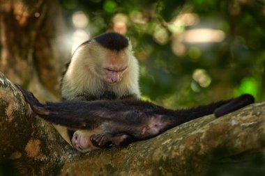 Beyaz başlı Capuchin, Cebus capucinus, karanlık tropikal ormandaki ağaç dalında oturan siyah maymunlar, doğal ortamdaki hayvanlar, Kosta Rika 'daki vahşi yaşam. Maymun kürk manto temizliyor..