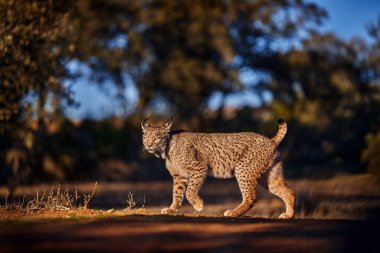 İber vaşağı, Lynx pardinus, Avrupa 'nın güneybatısındaki İber Yarımadası' na özgü vahşi kedi. Doğal ortamda nadir kedi yürüyüşü. Leke kürklü köpek kedisi, akşam. İspanya yaban hayatı. 