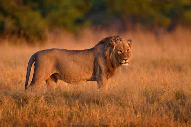 Afrika aslanı, erkek. Botswana vahşi yaşamı. Aslan, son detay portresi. Yanan hayvanlar, rüzgarda uçan aslan otları, Botswana 'da Savuti, Chobe NP. Afrika 'da sıcak mevsim.   