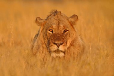 Afrika aslanı, erkek. Botswana vahşi yaşamı. Aslan, son detay portresi. Yanan hayvanlar, rüzgarda uçan aslan otları, Botswana 'da Savuti, Chobe NP. Afrika 'da sıcak mevsim.   