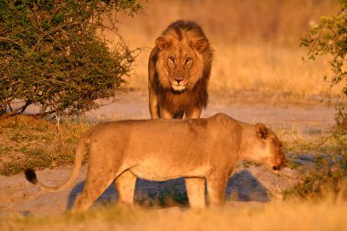 Afrika aslanı, erkek. Botswana vahşi yaşamı. Aslan, son detay portresi. Yanan hayvanlar, rüzgarda uçan aslan otları, Botswana 'da Savuti, Chobe NP. Afrika 'da sıcak mevsim.   