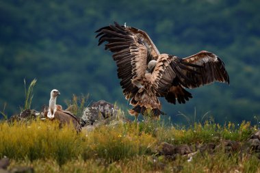 Griffon Vulture, Gyps fulvus, kayalık dağlarda oturan büyük yırtıcı kuşlar, doğa habitatı, Madzarovo, Bulgaristan, Doğu Rhodopes. Balkan 'dan vahşi yaşam. Doğadan vahşi yaşam sahnesi. Kayadaki mavi çiçek.