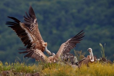 Griffon Vulture, Gyps fulvus, kayalık dağlarda oturan büyük yırtıcı kuşlar, doğa habitatı, Madzarovo, Bulgaristan, Doğu Rhodopes. Balkan 'dan vahşi yaşam. Doğadan vahşi yaşam sahnesi. Kayadaki mavi çiçek.