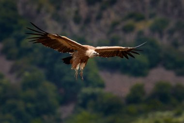 Akbaba uçuşu. Griffon Vulture, Gyps fulvus, büyük yırtıcı kuşlar kayalık dağın üzerinde uçar, doğa habitatı, İspanya, Avrupa 'da Extremacence. Balkan 'dan vahşi yaşam. Doğadan vahşi yaşam sahnesi.