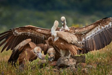 Akşam yemeği partisi, doğada akbaba dövüşü olan leş yiyecekler. Griffon Vulture, Gyps fulvus, kayalık dağdaki büyük kuş, habitat, Madzarovo, Bulgaristan, Doğu Rhodopes. Balkan 'dan vahşi yaşam sahnesi. Hayvan davranışları.. 
