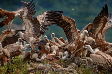 Akşam yemeği partisi, doğada akbaba dövüşü olan leş yiyecekler. Griffon Vulture, Gyps fulvus, kayalık dağdaki büyük kuş, habitat, Madzarovo, Bulgaristan, Doğu Rhodopes. Balkan 'dan vahşi yaşam sahnesi. Hayvan davranışları.. 