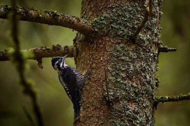 Avrasyalı üç parmaklı ağaçkakan, Picoides tridactylus, Kuzey Avrupa 'dan Kuzey Asya' ya ve Japonya 'ya orta boy ağaçkakan. Doğa ormanlarındaki kuş, eski çam ağacı gövdesi, Sumava NP, Çek