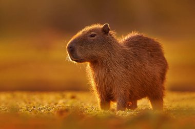 Brezilya yaban hayatı. Capybara, Hydrochoerus hydrochaeris, gün batımında akşam ışığı alan en büyük fare, Pantanal, Brezilya. Doğadan vahşi yaşam sahnesi. Tatlı memelilerle portakal akşamı.