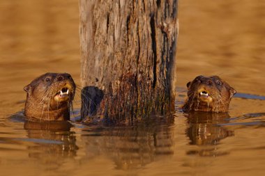 Brezilya yaban hayatı. Dev su samuru, Pteronura brasiliensis, nehir seviyesinde portre Rio Negro, Pantanal, Brezilya. Doğadan vahşi yaşam sahnesi. Nehir suyunda iki çift su samuru.