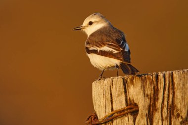 Kuş, vahşi yaşam Brezilya. Doğa habitatında sinek yakalayıcı, ağaç kütüğünde oturan kuş, Mato Grosso, Pantanal, Brezilya 'dan beyaz ve gri kuş. Gri siyah sinekkapan, akşam batımı.