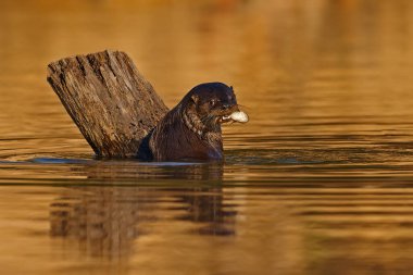 Brezilya yaban hayatı. Dev su samuru, Pteronura brasiliensis, nehir seviyesinde portre Rio Negro, Pantanal, Brezilya. Doğadan vahşi yaşam sahnesi.