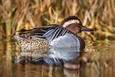 Garganey, Anas querquedula, küçük amatör ördek. Avrupa ve Batı Asya 'nın çoğunda ürerler. Sudaki devasa detay portresi. Doğada kahverengi gri ördek var. Vahşi yaşam Almanya.