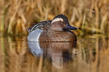 Garganey, Anas querquedula, küçük amatör ördek. Avrupa ve Batı Asya 'nın çoğunda ürerler. Sudaki devasa detay portresi. Doğada kahverengi gri ördek var. Vahşi yaşam Almanya.