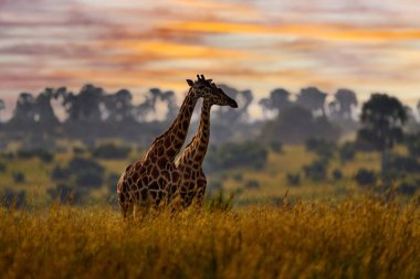Afrika günbatımı doğası. Bulutlu mavi gökyüzü olan büyük bir sürü. Zürafa ve sabah güneşinin doğuşu. Hayvan portresiyle yeşil bitki örtüsü. Doğadan vahşi yaşam sahnesi. Ormanda turuncu ışık, Murchison Şelalesi NP Uganda