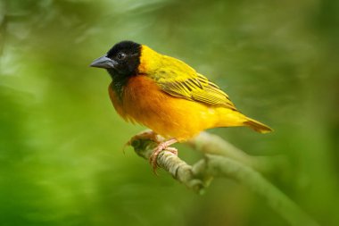 Siyah başlı dokumacı, Ploceus melanocephalus, ayrıca sarı sırtlı dokumacı olarak da bilinir, yeşil otların arasında ötücü kuş. Afrika 'daki Murchison NP, Uganda adlı sarı kuşun yakın plan portresi..
