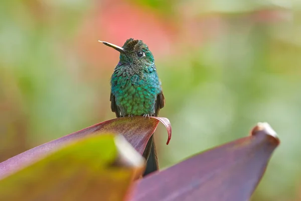 Hummingbird Grön Krönt Lysande Heliodoxa Jacula Bredvid Vacker Röd Blomma — Stockfoto