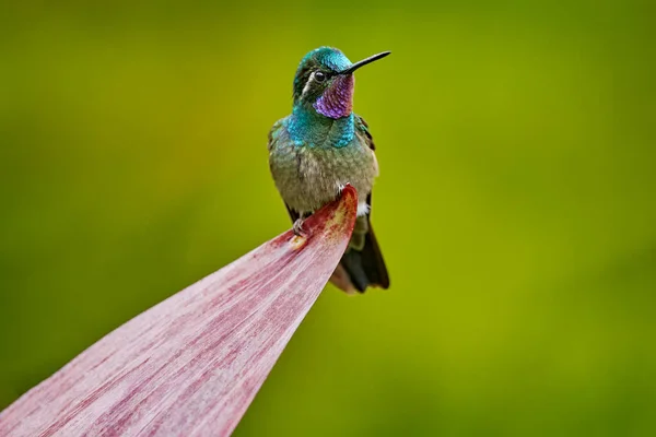 Lampornis Calolaemus Purple Throated Mountain Gem Small Hummingbird Costa Rica — Stock Photo, Image