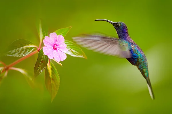Mavi Sinekkuşu Violet Sabrewing Güzel Çiçeğin Yanında Uçuyor Teneke Kuş — Stok fotoğraf