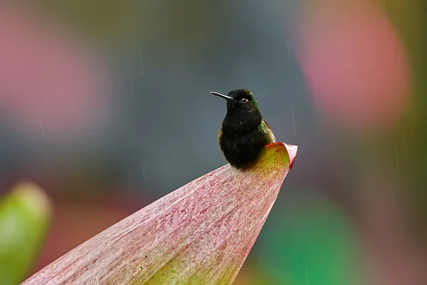 Zwarte Kolibrie Eupherusa Nigriventris Zwarte Kolibrie Zeldzame Endemische Kolibrie Uit — Stockfoto