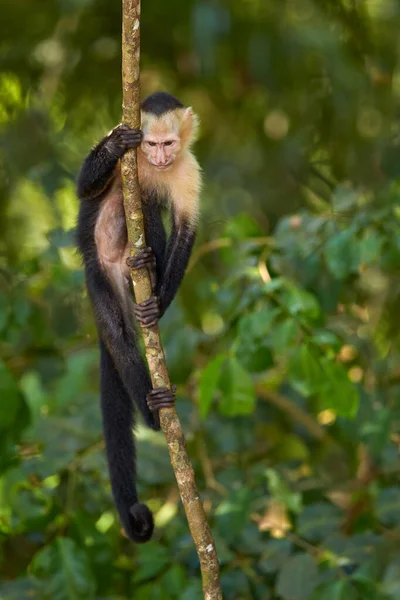 Wildlife Costa Rica Cute Tropic Monkey White Headed Capuchin Black — Stock Photo, Image