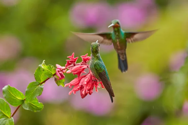 Joli Colibri Vert Couronné Brillant Heliodoxa Jacula Volant Côté Belle — Photo