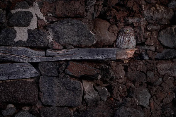 Little Owl Athene Noctua Bird Old Roof Tile Ruin Urban — Fotografia de Stock