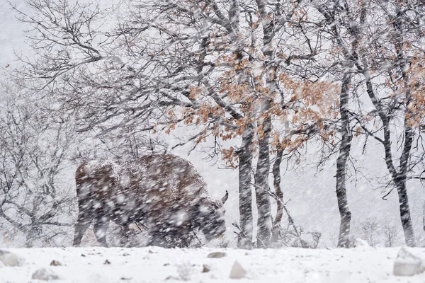冬季降雪野生动物的天性 欧洲野牛在黑暗的森林中 迷蒙的景象与大棕色动物在自然界的栖息地 橙色的橡树叶在树上 Studen Kladenec 东罗多佩斯 保加利亚 — 图库照片