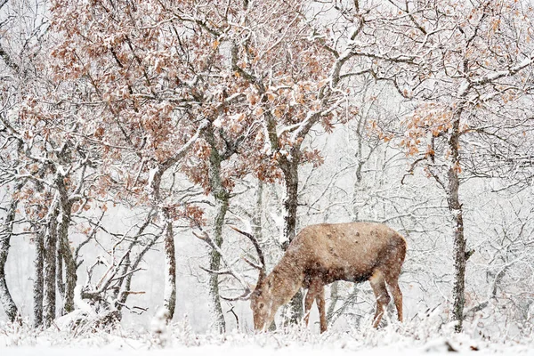 冬季野生动物 天鹅绒 大自然森林中的大型动物栖息地 位于欧洲保加利亚东罗多佩斯的Studen Kladenec橡树山上的鹿 雪地动物 — 图库照片
