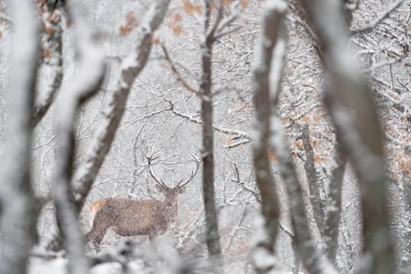 冬季野生动物 天鹅绒 大自然森林中的大型动物栖息地 位于欧洲保加利亚东罗多佩斯的Studen Kladenec橡树山上的鹿 雪地动物 — 图库照片