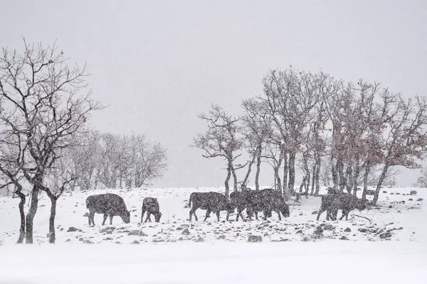 Snow Winter Wildlife Nature European Bison Dark Forest Misty Scene — Stock Photo, Image