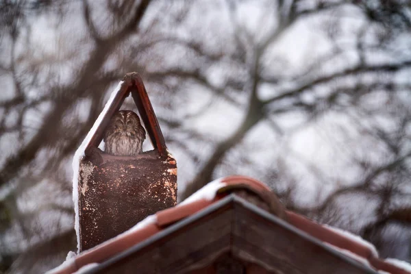 Búhos Tawny Strix Aluco Sentados Chimenea Del Techo Bird Town — Foto de Stock