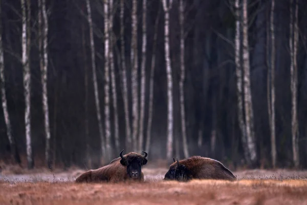 Stado Bizona Jesiennym Lesie Słoneczna Scena Dużym Brązowym Zwierzęciem Siedlisku — Zdjęcie stockowe
