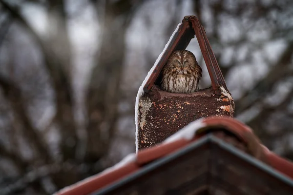 Baykuş Şehir Yaban Hayatı Tawny Owls Strix Aluco Çatıdaki Bacada — Stok fotoğraf