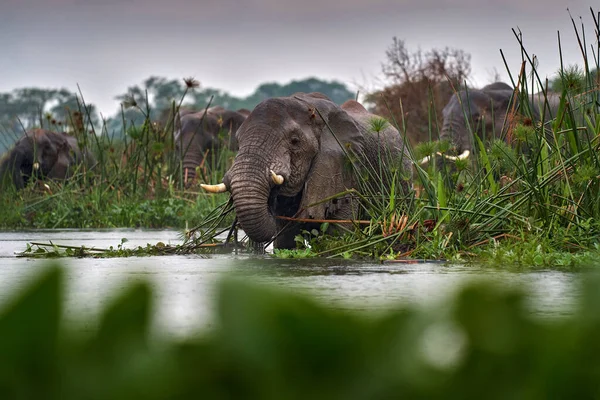 Éléphant Sous Pluie Delta Nil Victoria Elephant Murchison Falls Uganda — Photo