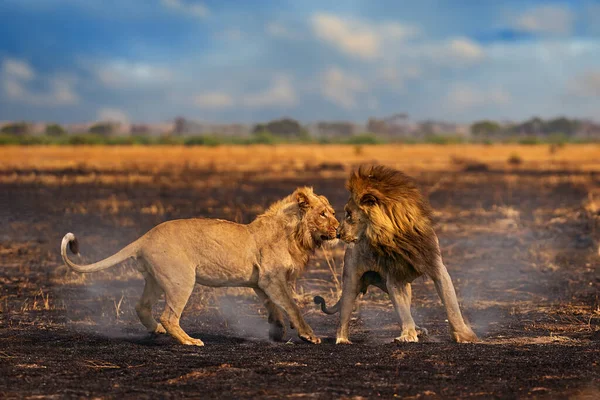 Afrikanischer Löwe Männlicher Kampf Alt Und Jung Botswana Tierwelt Löwe — Stockfoto